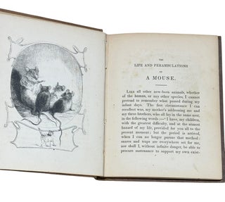 Life and Perambulations of a Mouse