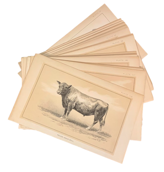 Item #5518 Set of 75 plates from House Document No 51: Cattle and Dairy Farming. Julius Bien