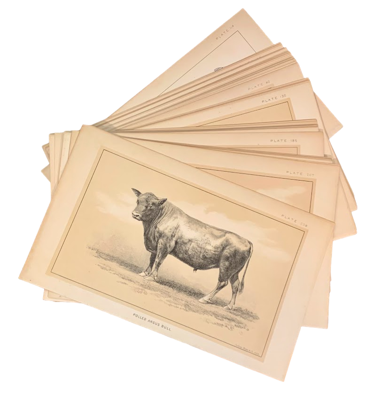 Set of 75 plates from House Document No 51: Cattle and Dairy Farming. Julius Bien.