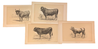 Set of 75 plates from House Document No 51: Cattle and Dairy Farming