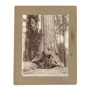 Item #6510 Mounted Albumen Photograph of the Wawona Tunnel Tree. Mariposa Grove, Putnam and...
